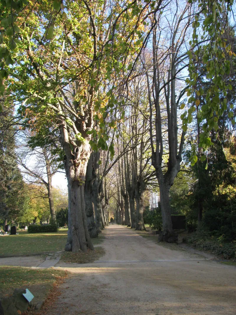 Eine Allee auf einem Friedhof.