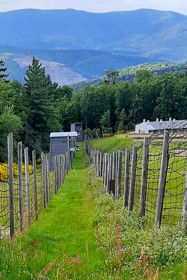 Bild von Natzweiler-Struthof, Konzentrationslager